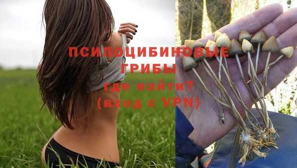 прущие грибы Богородицк