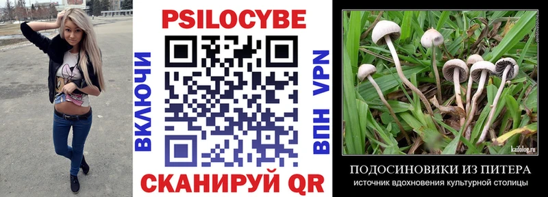 Псилоцибиновые грибы Cubensis  цены   Волосово 